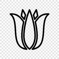 Bloom, Bloomer, Bloods, Plant ikon svg