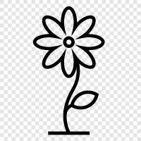 Bloom, Blooming, Bouquet, Blooms icon svg