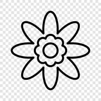 bloom, blossom, petals, colors icon svg