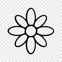 Bloom, Petal, Blooming, Blooms ikon svg