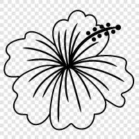 Bloom, Bloomers, Floral, Flor icon svg