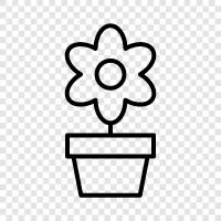 Bloom, Plant, Annual, Sun icon svg