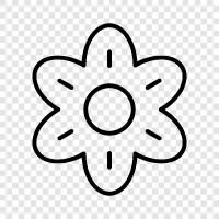 bloom, blossom, petals, colors icon svg