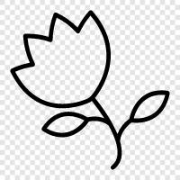 Bloom, Bloomers, Flowers, Bouquets icon svg