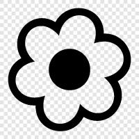 bloom, blossom, petal, color icon svg