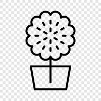 Bloom, Blooms, Bloomers, Bloomy icon svg