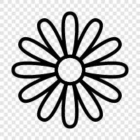 Bloom, Bloomers, Blooming, Blooming Flowers icon svg