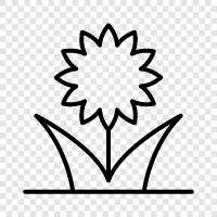 Bloom, Blooms, Bouquet, Bouquets icon svg