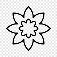 bloom, blossom, petal, color icon svg