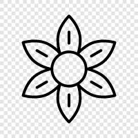 Bloom, Bloomer, Kanlar, Floral ikon svg