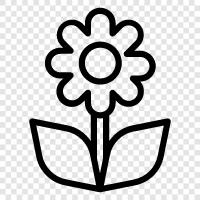 Blüte, Farbe, Duft, Blütenblätter symbol