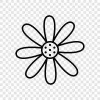 Blüte, Knospen, Nelke, Daisy symbol
