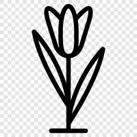 Blüte, Pflanze, Gärtner, Phänomen symbol