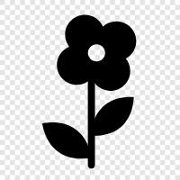 Bloom, Bloomers, Bloomersuit, Bouquet icon svg