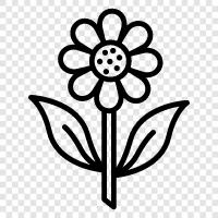 Bloom, Bloomers, Bouquet, Flor icon svg