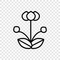 Bloom, Annual, Plant, Gardening icon svg