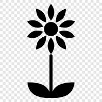 Blühende, Blühende Blume, Blühender Garten, Blumenstrauß symbol