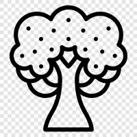 Çiçeklenme Ağacı fidanlığı, Kanlı Ağaç bitkileri, Kanlı Ağaç fidanlığı, Kanlı Ağaç ikon svg