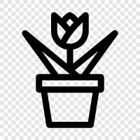 Blooms, Bloom, Flowers, Plant icon svg