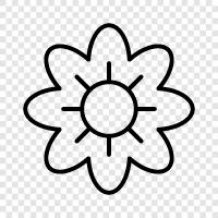 blossom, petal, bloom, color icon svg