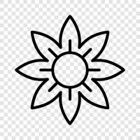 Blossom, Bloom, Bloomer, Bloomery icon svg