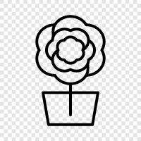 blossom, petals, garden, bloom icon svg