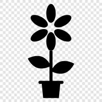 Blüte symbol