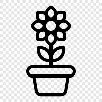 Blossom, Bloom, Bloomer, Bloomers icon svg