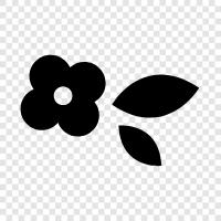 Blossom, Bloom, Bloomer, Blooms icon svg