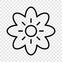 Blossoms, Bloom, Bloomers, Karanfil ikon svg