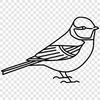 Mavi memeler, kuş, kuş gözlemcisi, kuş gözlemciliği ikon svg