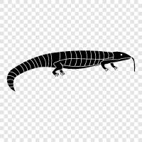 mavi dil skinks, mavi tongue skink, mavi tong, mavi dil skink ikon svg