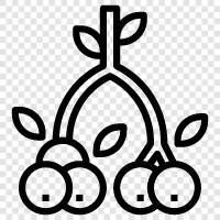 Heidelbeeren, Preiselbeeren, Grapefruit, Honigtau symbol