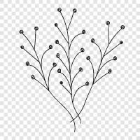 bluegrass, prairie, wildflowers, native ikon svg