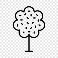 Bonsai, Ficus, Juniper, Pine icon svg