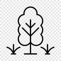 Bonsai, Ficus, Sugarcane, Arboriculture icon svg