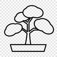 bonsai, trees, potted, indoor icon svg