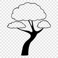 Bonsai, Deciduous, Ficus, Maple icon svg