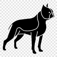 Boston Terrier Yavruları, Boston Terrier Köpeği, Boston Terrier Yetiştiriciliği, Boston Terrier ikon svg