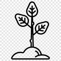 Botany, Gardening, Plant Care, Plant Identification icon svg