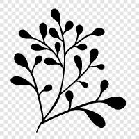 Botany, Flowers, Vegetables, Fruit icon svg