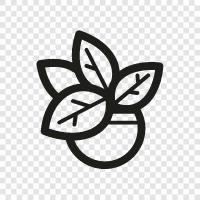 Botany, Plant Science, Plant Breeding, Plant Genetics icon svg