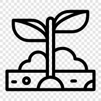 Botany, Plant icon svg