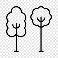 botany, flowering, leaves, bark icon svg