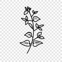 Bougainvillea Pflanzen, Bougainvillea Pflege, Bougainville, Bougainvillea symbol