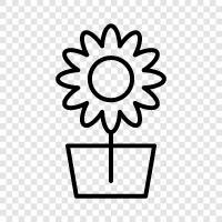 Bouquet, Bloom, Bloomer, Bloomer Girl icon svg