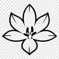 bouquet, bloom, petal, stem icon svg