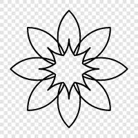Blumenkohl symbol