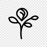 bouquets, wedding, flora, plant icon svg