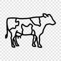 Bovine, Milking, Cattle, Livestock icon svg